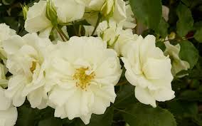 white rose varieties