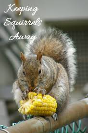 natural squirrel repellent ideas keep