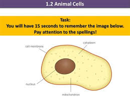 Cells are made up of different parts. Animal Cell Labeled Ks3 Shefalitayal
