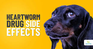the dangers of heartworm cation