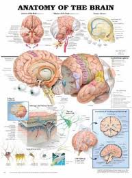 Anatomy Of The Brain Anatomical Chart Poster Print 20 X 26in