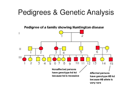 ppt pedigrees amp genetic ysis