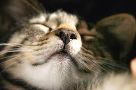 It may also be irregularly shaped. Nasal Cancer In Cats Petcure Oncology