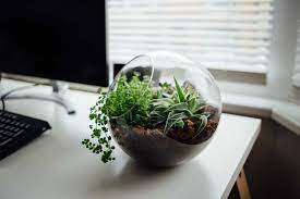 5 Benefits Of Plants In The Office 5