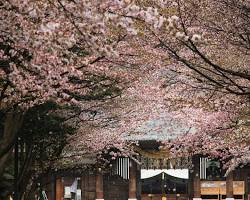 北海道神宮櫻花的圖片