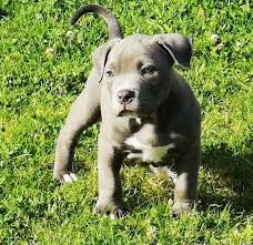 Pitbulls have had an unwarranted bad reputation over the past years and mass media promotes them as biters and murderer types of dog breeds. Blue Nose Pitbull For Sale Pitbull Puppies For Adoption