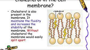 cell membrane its structural