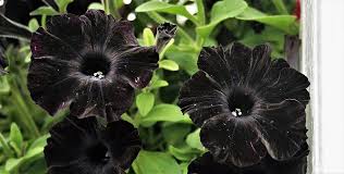 10 types of black flowers pictures