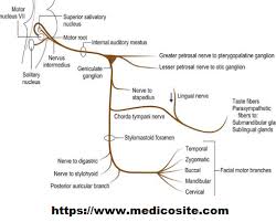 Facial Nerve Nuclei Of Facial Nerve Coarse Distribution Of