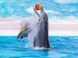 dolphin and seal show dubai