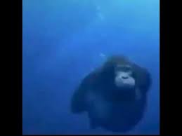 Swimming is the best sport on earth, but it's also full of people who are incredibly misunderstood. Monkey Underwater Meme Youtube