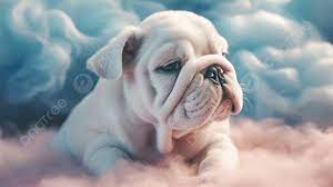 cute bulldog puppy in clouds background