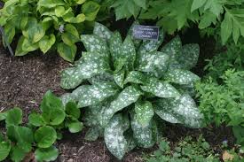 Perennial Ground Covers For Shady Gardens