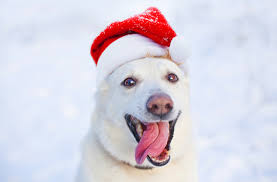 Image result for dog in snow