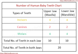 Human Tooth Structure For Kids Types Of Teeth Structure