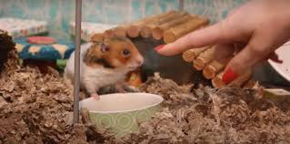 do hamsters bite and how to quickly