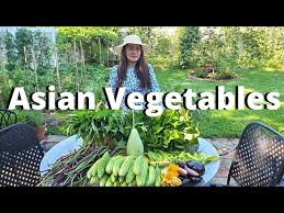 Harvesting Asian Vegetables In Maryland