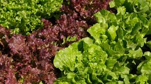 nutrition benefits of red leaf lettuce