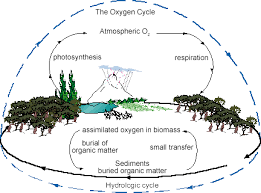 Oxygen Cycle Universe Today