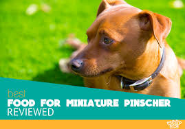 5 Best Food For Mini Pinscher 2019 Buyers Guide And Reviews