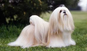What Is The Best Dog Food For A Lhasa Apso Dog Food Guru