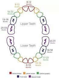 Toddler Teeth Growth Chart Baby Teething Schedule