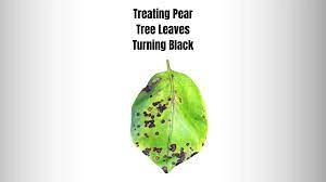 pear tree leaves turning black