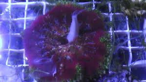 how do you move a mini maxi anemone