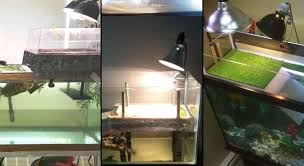 How to Make the Perfect Mud Turtle Tank Setup ( Pictures