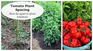 plant tomatoes in a vegetable garden