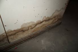 Mold Landlords Refuse To Clean