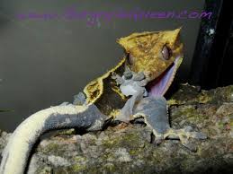 Caresheet Gargoyle Queen Reptiles