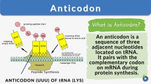 anticodon definition and exles