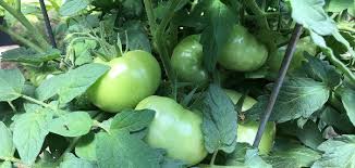 Fall Tomatoes Backbone Valley Nursery