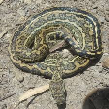 coastal carpet python png