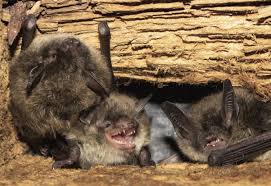 What Is Humane Bat Removal Animal