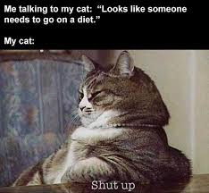 See more ideas about cat memes, funny animals, funny cats. Top 28 Funny Animal Memes Clean Enough For Kids