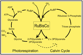 Equation Of Photosynthesis Explain