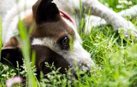 Wild Plants That Are Toxic To Dogs