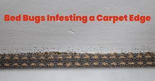 do bed bugs live in carpets