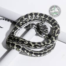 axanthic carpet python traits