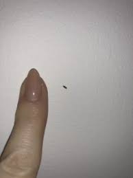 carpet beetle larvae or duff millipedes
