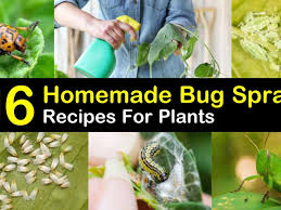 bug spray recipes for plants