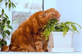 cat eating my plants get your cat to