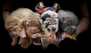 Xl pitbull puppies, xl blue nose pitbull pups, champagne pitbull pups, and american bully puppies for sale. Huge Pitbull Puppies For Sale Blue Nose Pitbulls Merle Tri Lilac Chocolate Black White Color Pitbull Puppies For Sale