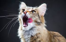 bad breath in cats lovetoknow pets