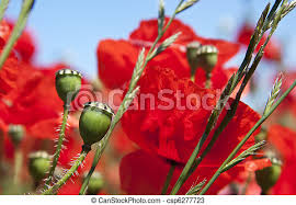 How to grow sweet peas from seed • cut flowers. Poppy Pods Poppies And Seed Pods Against Blue Sky Canstock