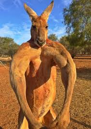 RÃ©sultat de recherche d'images pour "roger le kangourou"