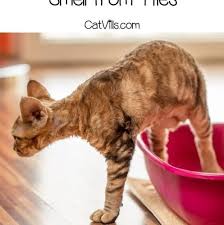 how to remove cat urine smell from tile