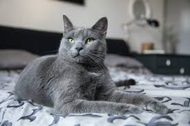 6 best cat safe carpet fresheners